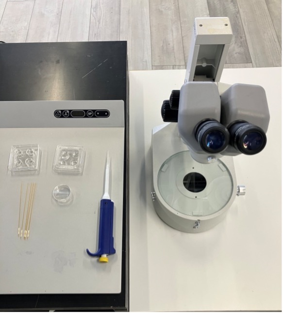 Embryo Collection